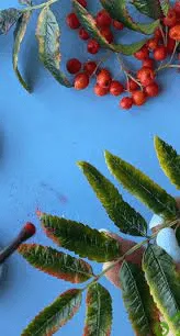 [Дина Косточка] Рябина красная (2023)