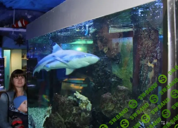 Добыча нефти и золота, крендельная, детекция лжи, «комната фантазии»: бизнесы, которые можно купить на Avito и «Юле»