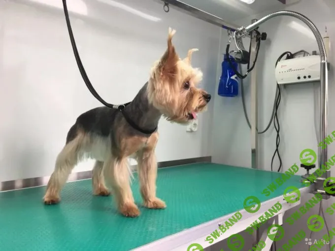 Добыча нефти и золота, крендельная, детекция лжи, «комната фантазии»: бизнесы, которые можно купить на Avito и «Юле»