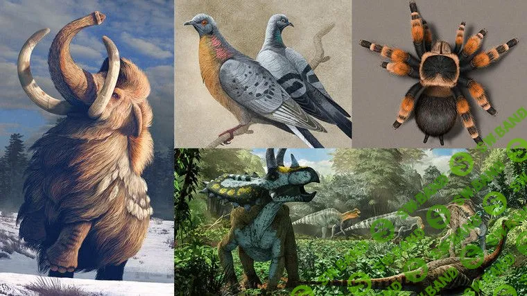 [Domestika] Иллюстрации животных в Procreate (2020)