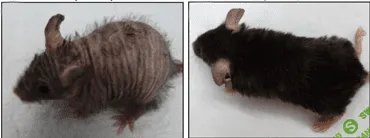 [Dr.Bill Gottlieb] Антивозрастной протокол. Старение обратимо! (2020)