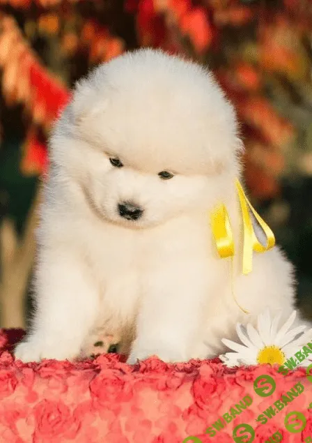 [Екатерина Гимазитдинова] Как выбрать заводчика собак для покупки щенка. (2023)