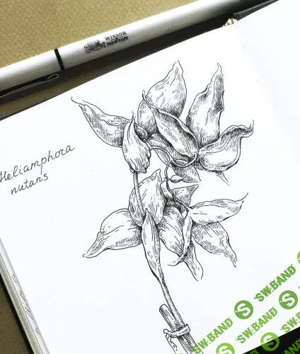 [Екатерина (Като) Иванникова] Ботаническая штриховка (2021)