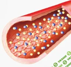 [Елена Барсукова] Школа Холестерина (2024)