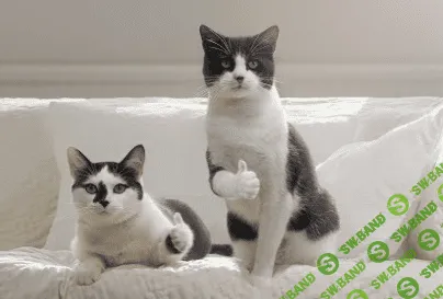 [Елена Брежнева] Акция Денежный поток