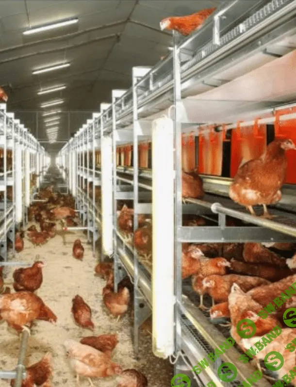 [Елена Конорева] Микроклимат в птицеводческих помещениях (2023)