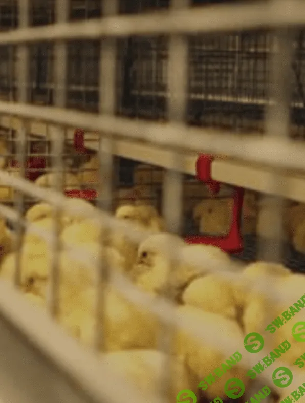 [Елена Конорева] Обеспечение стартового периода молодняка птицы (2023)