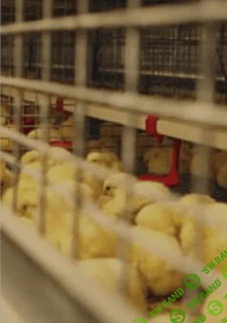 [Елена Конорева] От цыпленка до деловой молодки - этапы развития молодняка (2023)