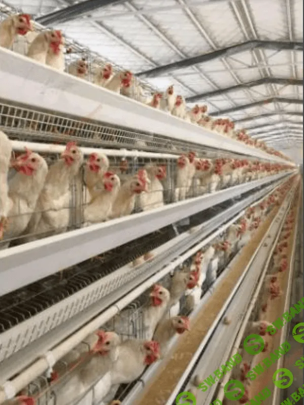 [Елена Конорева] От деловой молодки до старки - этапы продуктивного периода (2023)