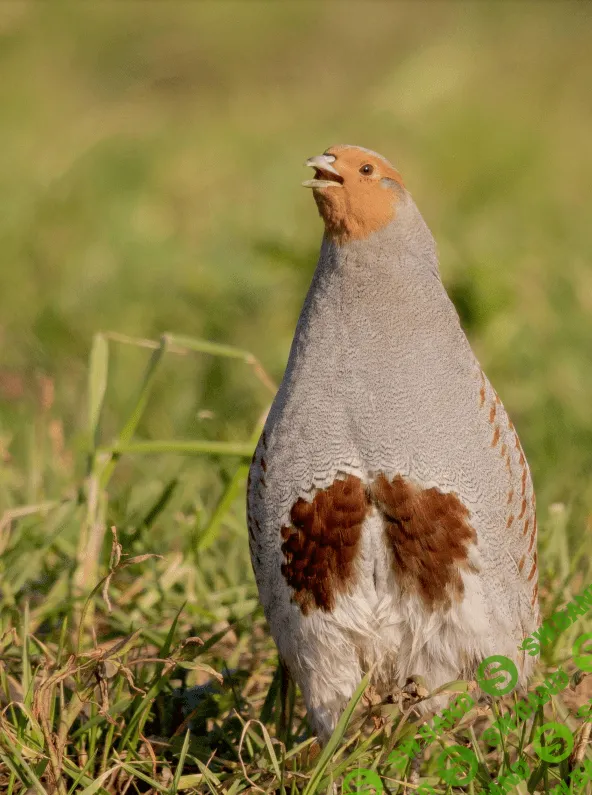 [Елена Конорева] Перепела. Кормление и содержание (2023)