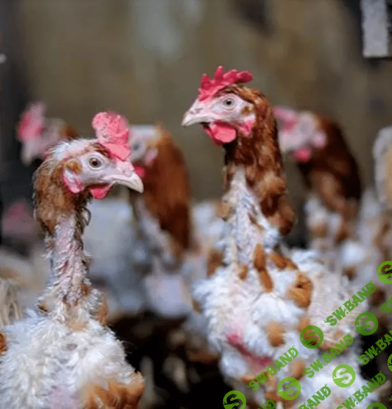 [Елена Конорева] Проведение искусственной линьки птицы (2023)