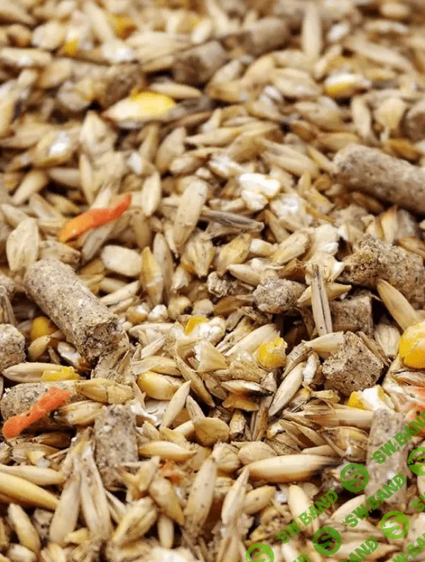 [Елена Конорева] Структура рациона для кормления сельскохозяйственной птицы (2023)