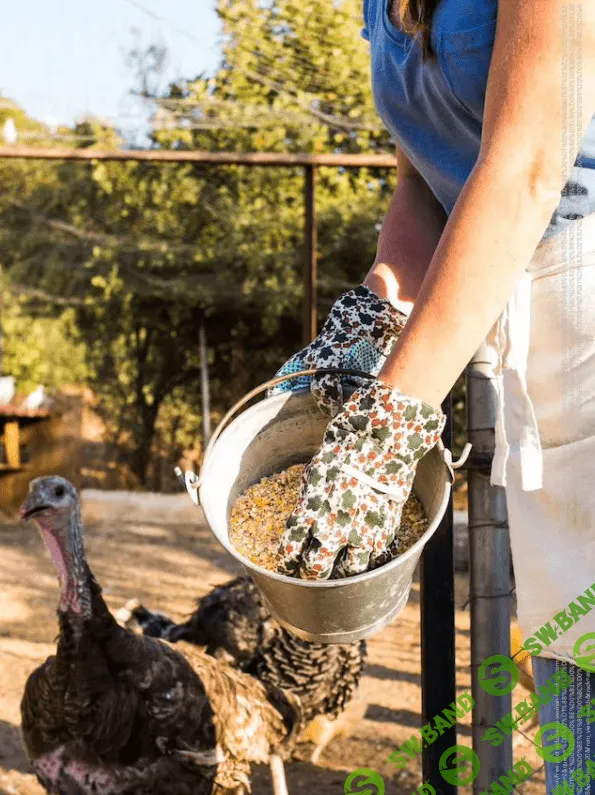 [Елена Конорева] Высокобелковые добавки растительного и животного происхождения в кормах (2023)