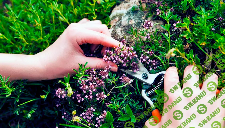 [Елена Корсун] 30 трав, которые необходимо собрать за лето (2022)