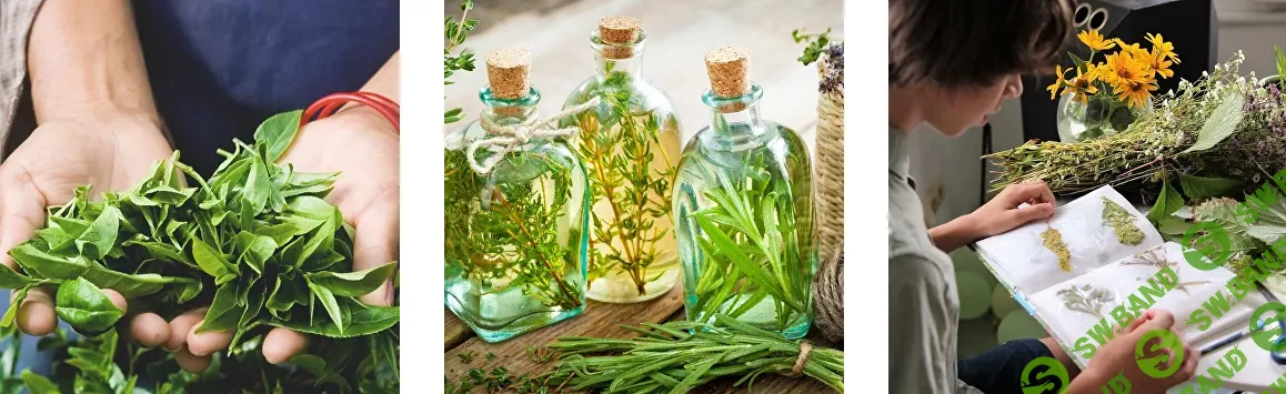 [Елена Корсун] Травы для реализации личности (2022)