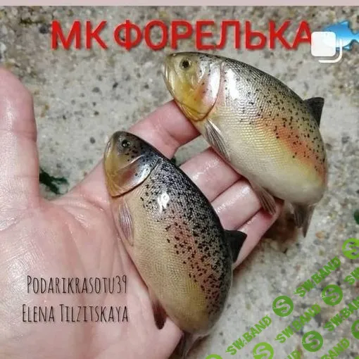 [Елена Тильзитская] Форелька (2023)