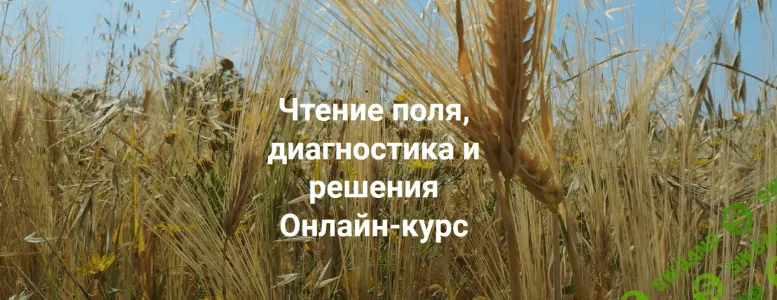 [Елена Веселаго] [Институт открытого поля] Чтение поля, диагностика и решения. Вся практика (2022)