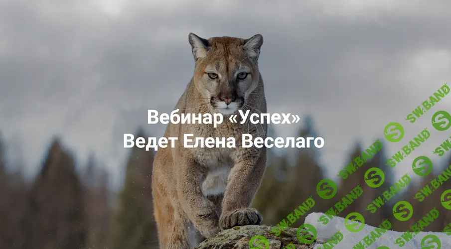 [Елена Веселаго, Институт Открытого поля] Успех (2025)