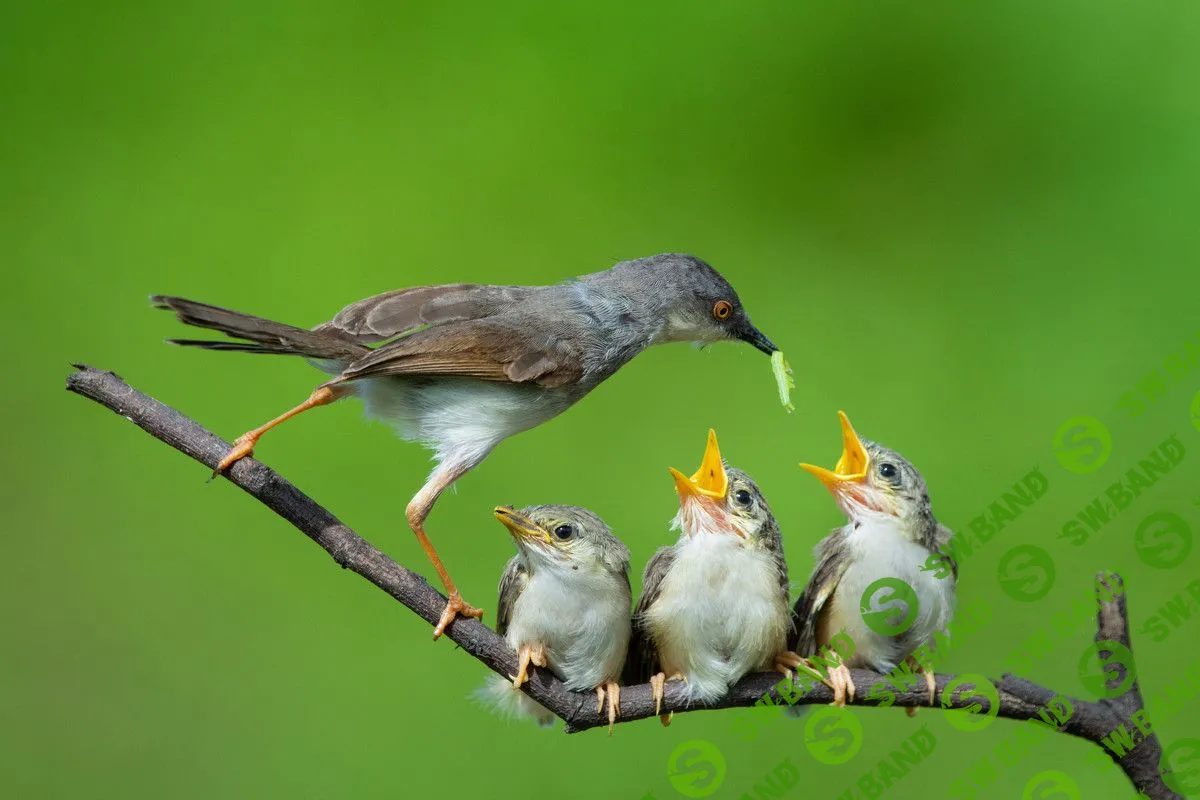 [Елена Веселаго] Мамочка (2022)