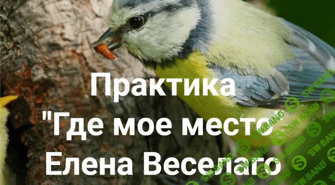 [Елена Веселаго] Практика "Где мое место" (2022)