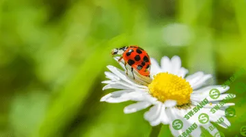 [Елена Веселаго] Расстановки желаний. Видео и транскрибация (2020)