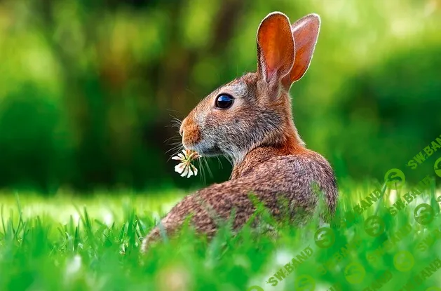 [Елена Веселаго] Закон зайки (2020)