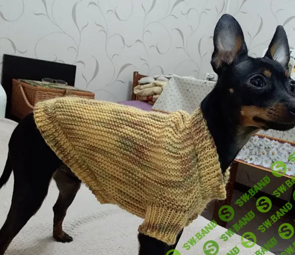 [Elimishkiteddi] Жакет для собачки (2024)