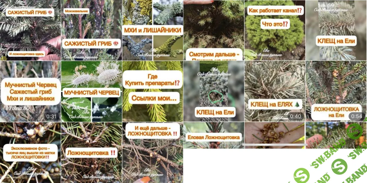 [Ева. Сад своими руками] Болезни и вредители (2023)