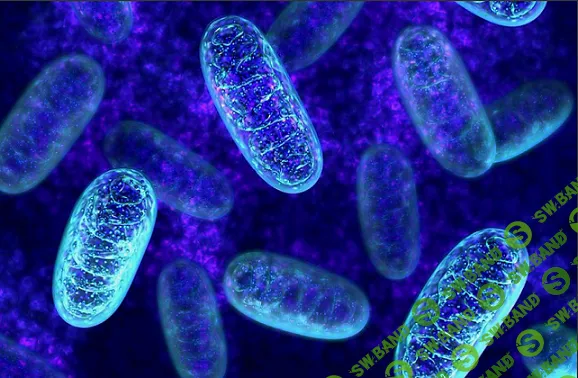 [Евгения Гинзбург] Восстановление Энергетической станции. Митохондрии (2024)