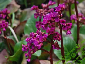 [FestTrav, Александра Клименко] Азбука растений. Бадан толстолистный (2025)