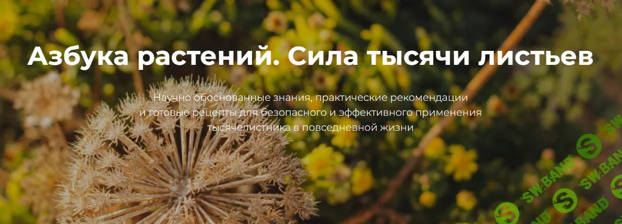 [FestTrav, Александра Клименко] Азбука растений. Тысячелистник (2025)