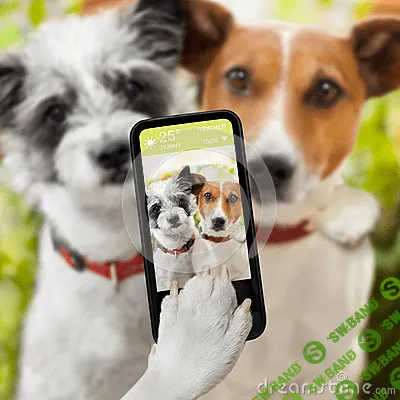 [FotoRules] Фотосъемка домашних животных