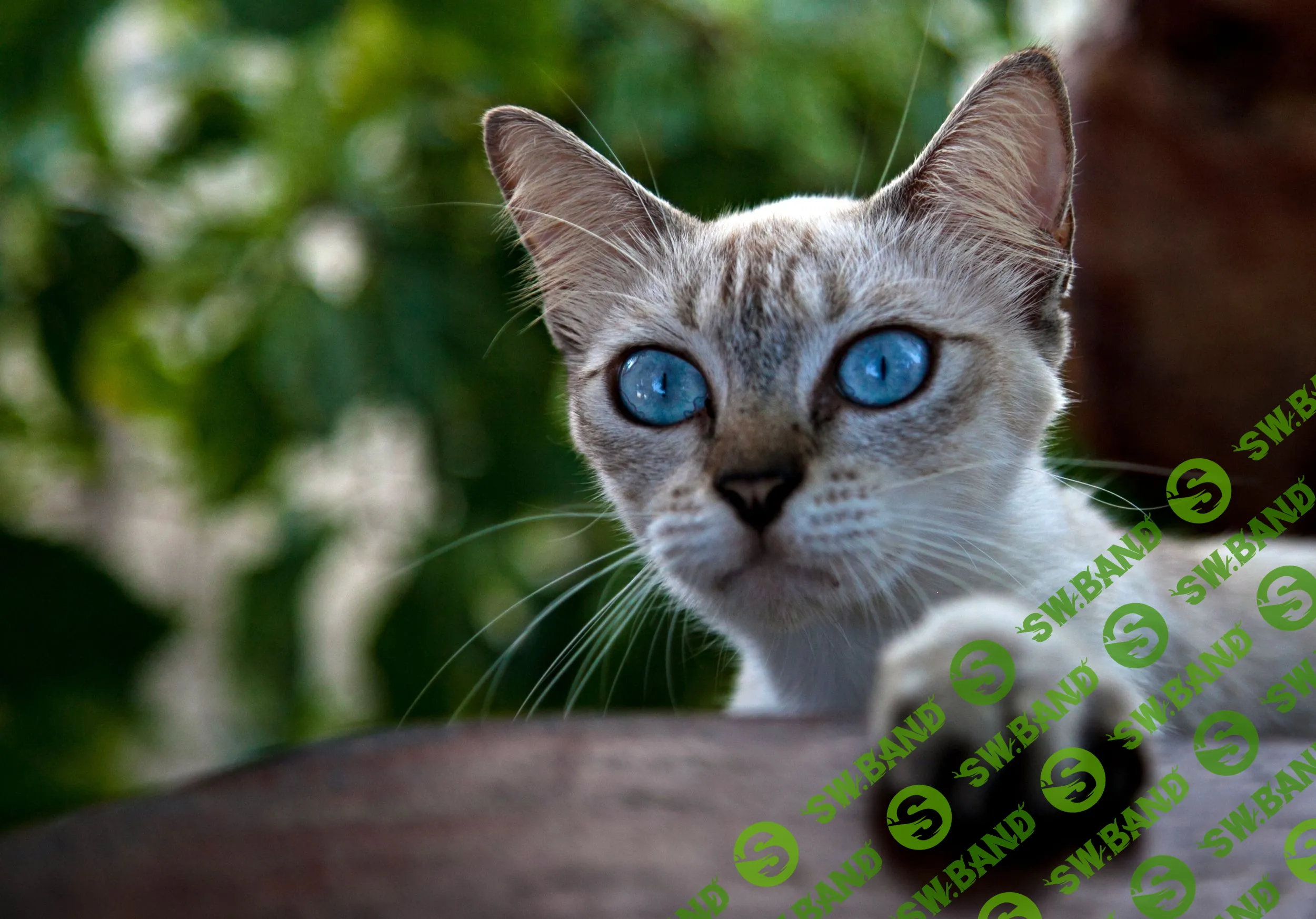 [fotoshkola] Фотографируем домашних питомцев