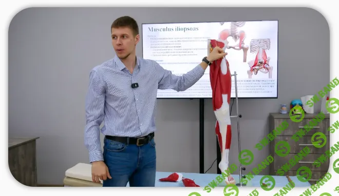 Функциональная анатомия [ККПК] [Антон Циванюк, Андрей Максимов]