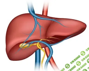 [Гала Гарбузова] Печень. Детоксикация. Методические рекомендации (2021)