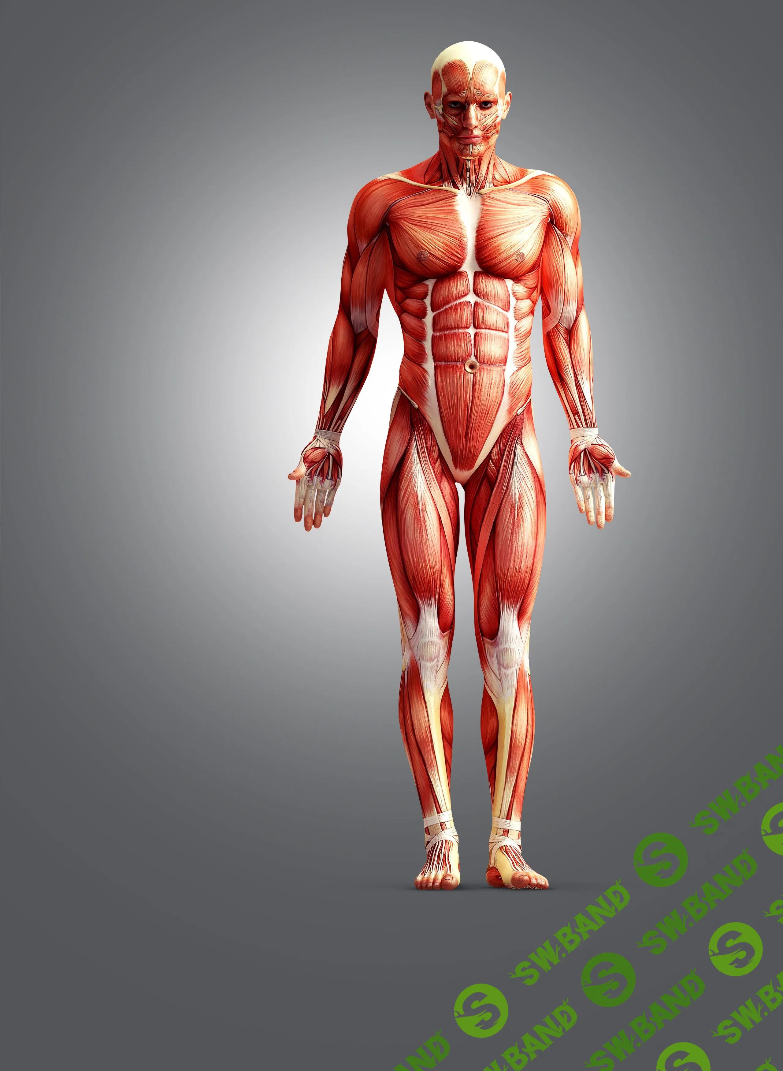 [Grand Secret] Курс Классический оздоровительный массаж. Теоретический курс