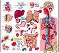 [Гуреева Ольга] Школа здорового образа жизни. Пойми свое тело