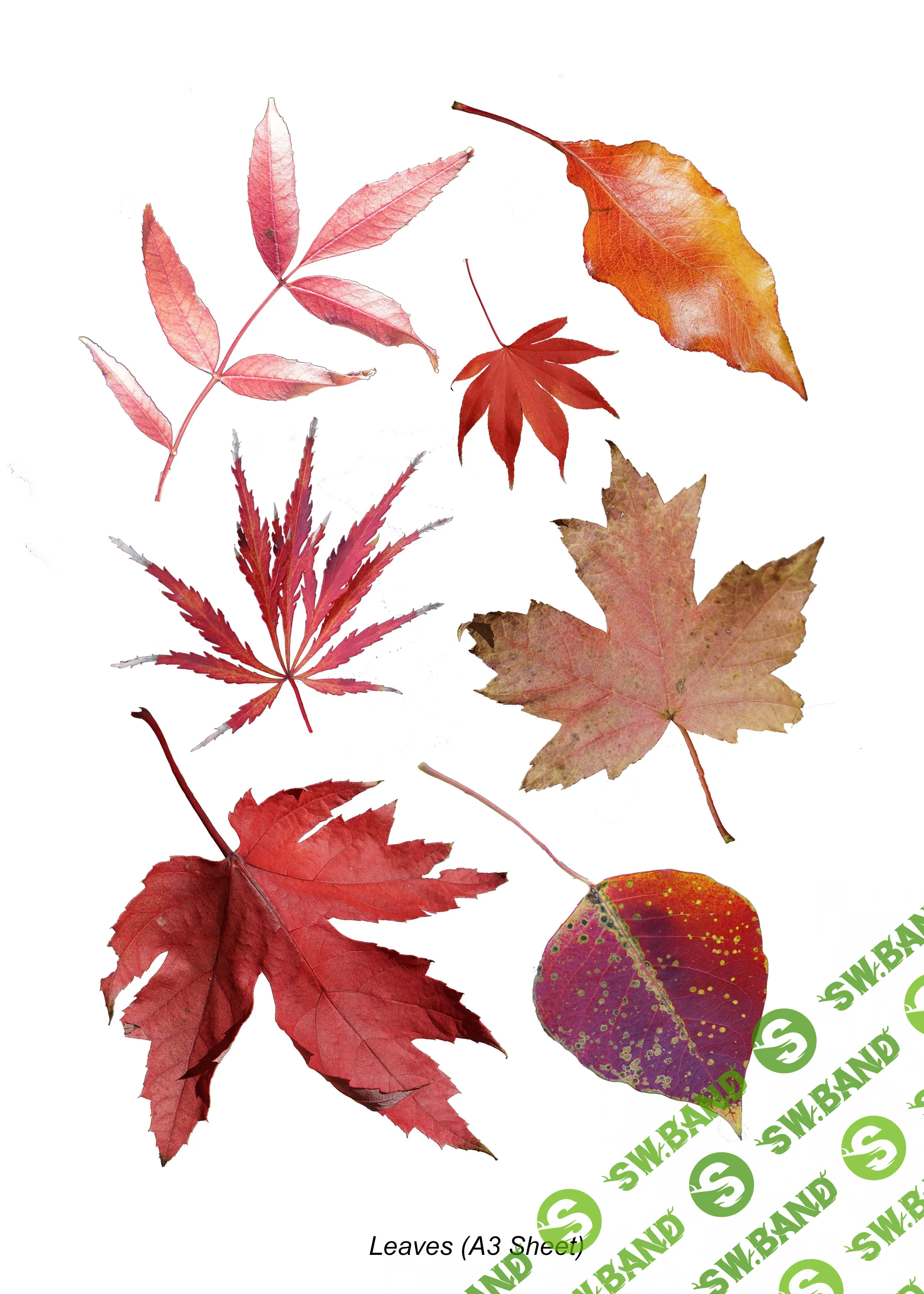 [Heidi Willis] Paint Realistic Watercolour and Botanicals - Chasing autumn (2017)