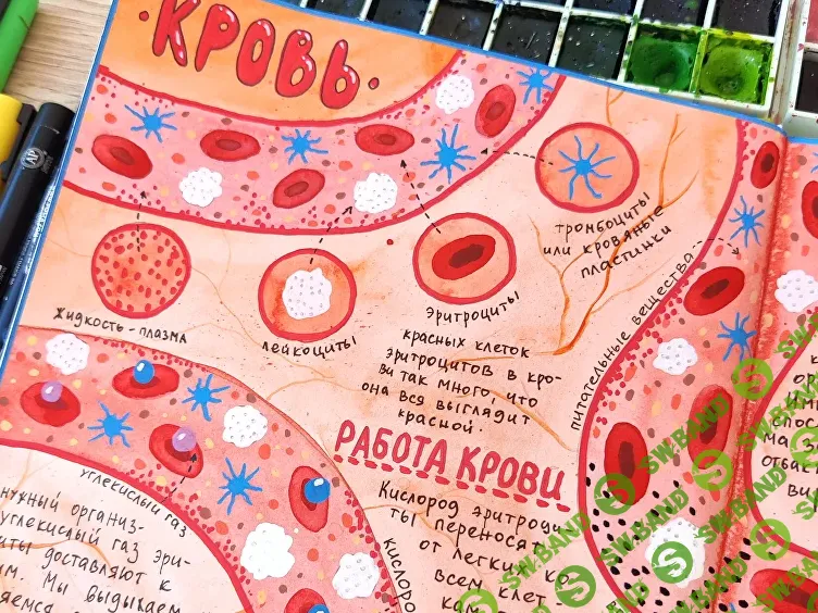 [HurlyBurlySchool] Окружающий мир. 16 блок (2024)