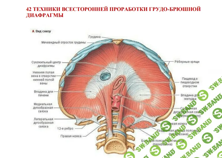 [Игорь Атрощенко] 42 техники всесторонней проработки грудо-брюшной диафрагмы (2022)