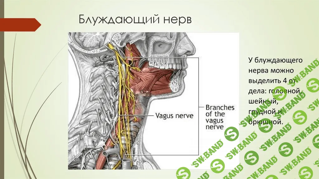 [Игорь Атрощенко] Методика мягкой мануальной терапии блуждающего нерва (2020)