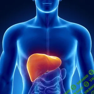 [Ирина Дудник] Очищение печени и желчного пузыря от А до Я