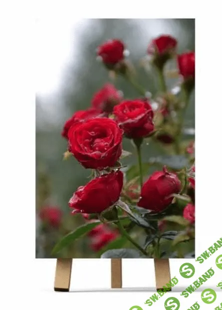 [Ирина Шпакова] Розочки (2023)