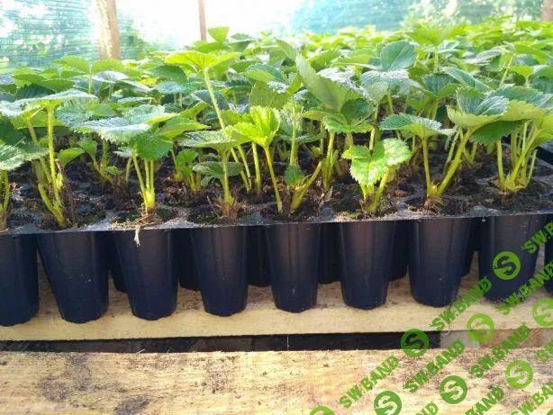 [Иван Малич] Выращивание кассетной рассады (2022)