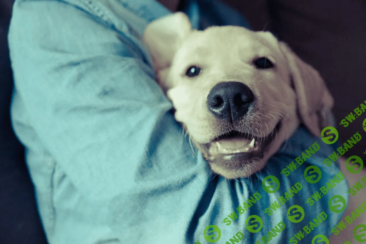 «Яндекс» создал сервис для поиска домашних животных