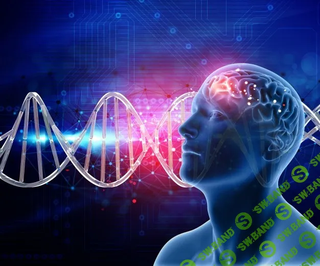 [Юджиния Квант] Эволюция мозга (1 семестр) (2019)