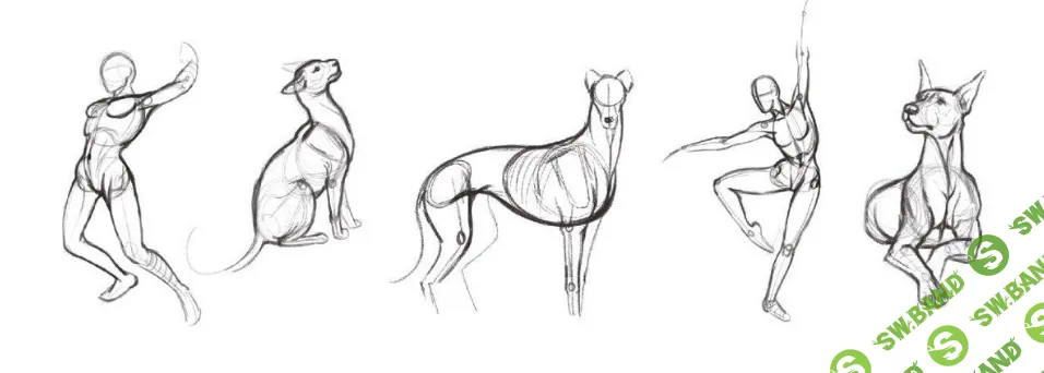 [Юлия Соколова] Как легко научиться рисовать анатомию человека и животных (2021)