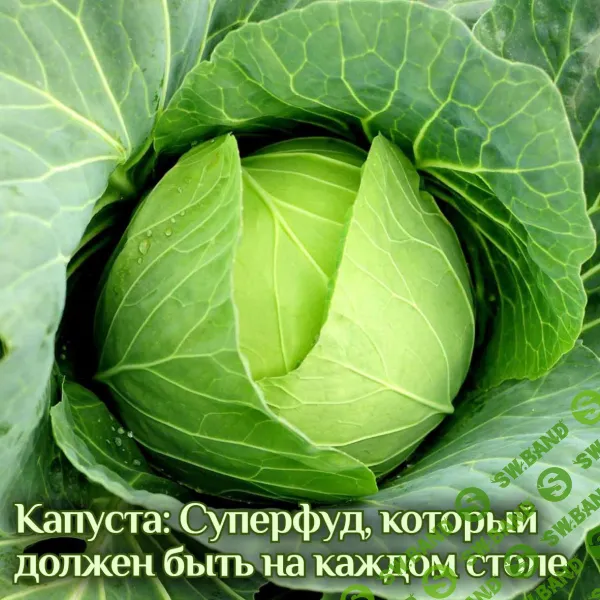 [Катя Янг] Капуста - суперфуд, который должен быть на каждом столе (2024)