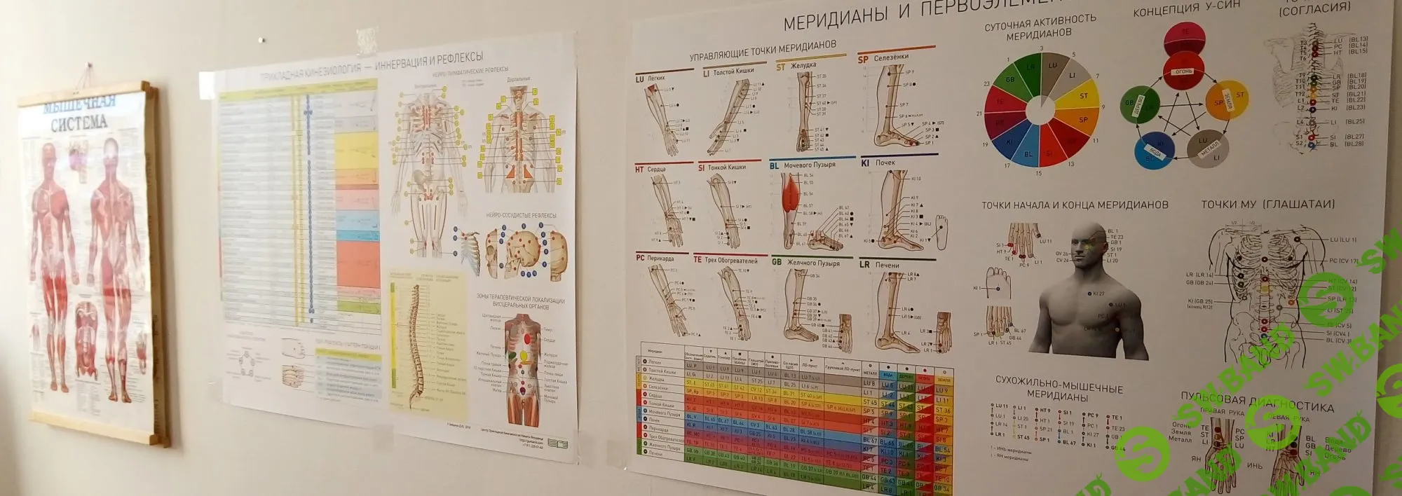 [Kinesio.Space] Плакат «Иннервация и Рефлексы» (2019)