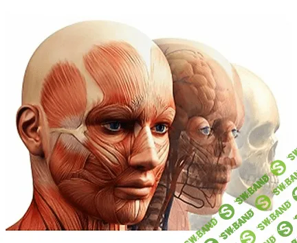 [Константин Берман] Анатомический ликбез (2023)